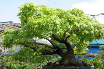 Bonsai momiji tree