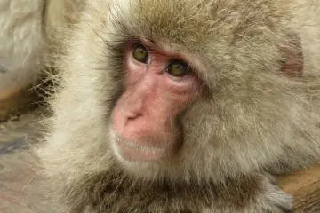 Baby monkey at the Jigokudani Yaen Koen