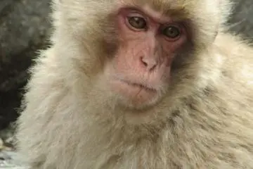 Watching monkeys is exciting!