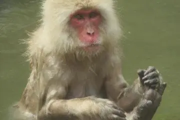 One more relaxing monkey