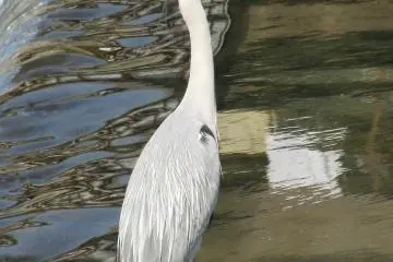 A heron standing in Kamo River, Kyoto