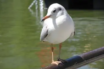 This seagull posed for me in Ueno Park, central Tokyo