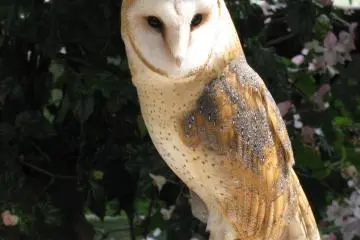 The owl in Kobe Animal Kingdom