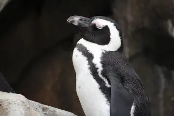 A proud penguin
