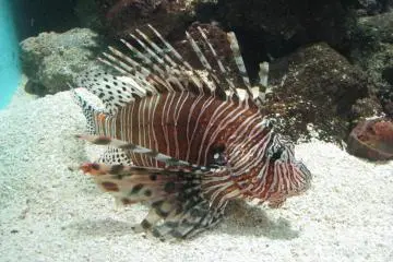 Beautiful but dangerous fish