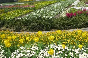 Public Park near Sumiyoshi Taisha