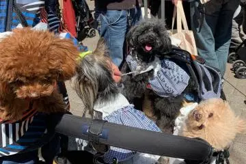What's up with this doggy thing...?