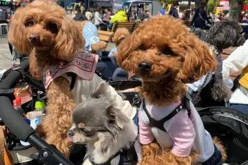 Hmm. I promised poodles, so...could we get some nice smiles? No?