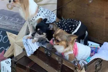Canine Fashion in Japan 2027
