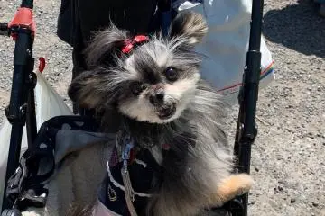 Don't let my pixie cut fool you. My fangs are real, and I'll take your pinkie clean off. (Just kidding. A groomed dog is always a civil dog!)