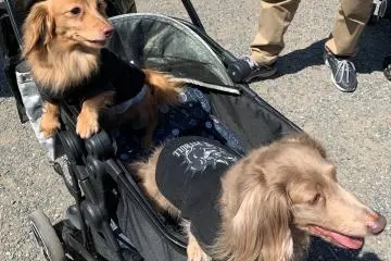 Hey dude, I dig your American pitbull t-shirt!
