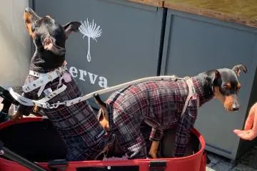 Short-hairs. Military dogs. (You guys are in!)