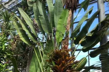 It's hard to judge the scale, but these were enormous plants!
