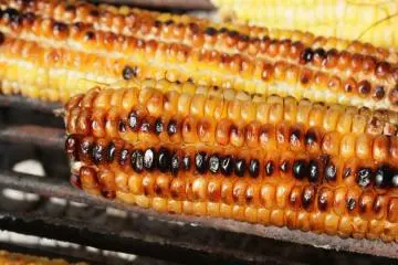 Grilled corn in summer is a pleasure (Photo: <a href="https://www.flickr.com/photos/free-stock/8419052902/in/photolist-dPXR7w-8a6rXh-bNTQiV-6tVUg8-29uPrem-cQJ77Y-ctsSCE-2dGgWf-8Vjjfm-4BpTBT-JMShQ-89Tqum-Jmrrv6-59Ckht-9NRxSi-4BHHt5-9NRxfa-9NRydz-GpXxds-TVmY9k-6snXSA-4HP15c-2MZa2t-5uEJEe-9NRwPn-cGaJUA-fBT4x6-KaQePv-4HLPhe-f5XSv-9NUnmu-8U2ite-6dR5Jh-9NRwVB-4HLPsn-9NUnAm-Z68X62-3irfZC-89Tuys-c59xUo-9sGhA9-9NUm9W-ciBPT-4HR4E9-fwn6EZ-7v8WUJ-9NRy78-Wy9ysF-4w4Hv2-caRody" target="_blank" rel="noreferrer noopener nofollow">Emilian Robert Vicol</a> / <a href="https://creativecommons.org/licenses/by/2.0/" target="_blank" rel="noreferrer noopener nofollow">CC BY 2.0</a>)