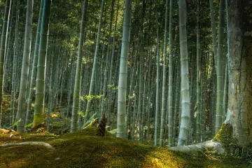 Photo:  Sagano Bamboo Forest at Arashimaya – <a href="https://www.flickr.com/photos/rayinmanila/37743119305/in/photolist-Zvemqi-25gSDz6-U95aXh-dCYj8W-FH47P9-dUfRWz-g7kCNv-FKmZnX-82H24r-dTY9yt-CSX7zH-DsqSd8-DPHi2p-UkAM6s-dCSV2D-dUfVGM-DqtrZf-dUmuN5-82L3Lh-82L3nu-82L7t7-ZSUwwM-EnuAQm-DqPevX" target="_blank" rel="noreferrer noopener nofollow">Ray in Manila</a> / <a href="https://creativecommons.org/licenses/by/2.0/" target="_blank" rel="noreferrer noopener nofollow">CC BY 2.0</a>