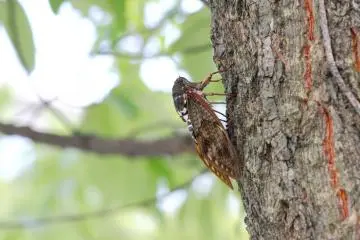 One Japan's most famous sounds (Photo:  Large Brown Cicada (Matsudo, Chiba, Japan) – <a href="https://www.flickr.com/photos/tmizo/6013512689/in/photolist-cKEMD7-d8B9YJ-agWGkR-8dDeYn-3XHSo-8e1dcB-RjnycF-aaJKVA-aiNmmQ-a9j95x-aaoPPg-APeTqc-ARy7xP" target="_blank" rel="noreferrer noopener nofollow">t-mizo</a> / <a href="https://creativecommons.org/licenses/by/2.0/" target="_blank" rel="noreferrer noopener nofollow">CC BY 2.0</a>)
