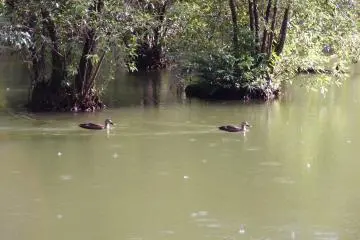 Some of the birds of Sanpoji Pond (Photo: <a href="https://www.flickr.com/photos/o_0/9669751515/in/album-72157635380088136/" target="_blank" rel="noreferrer noopener nofollow">Guilhem Vellut</a> / <a href="https://creativecommons.org/licenses/by/2.0/" target="_blank" rel="noreferrer noopener nofollow">CC BY 2.0</a>)