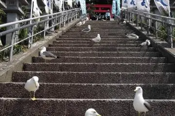 <p>A gull's-eye view of the steps up to the shrine</p>