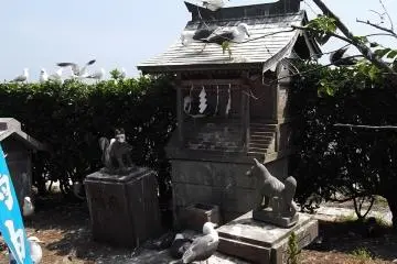 <p>One lucky gull can have its own birdhouse</p>