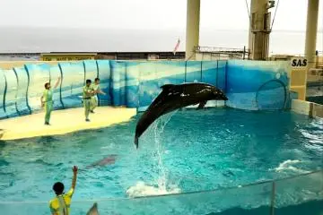 Dolphin show