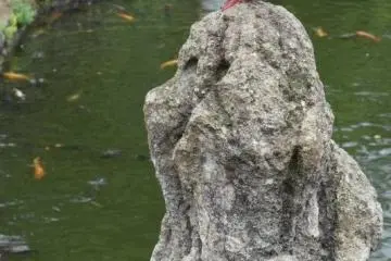 A pigeon keeps a watchful eye on the koi