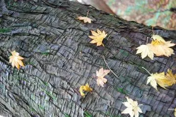 Fallen leaves