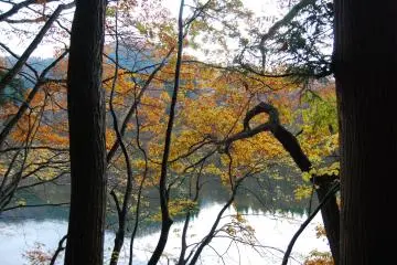 From behind the trees