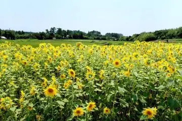 With sunflower fields becoming something of a trend in Japan Ojika Island has planted their own. You can enjoy this beautiful scenery in summer