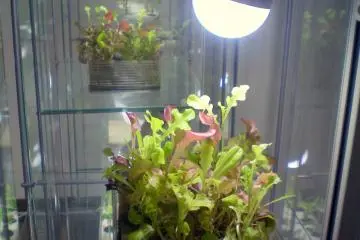 Plant cabinet