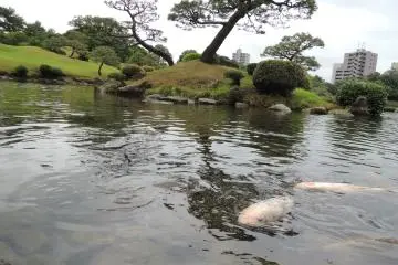 Koi of various colors and sizes inhabit the pond
