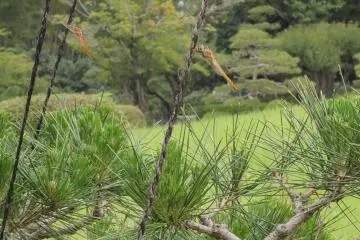 Tons of dragonflies visit the park every summer