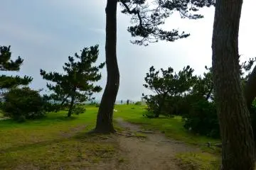 해변 근처에 있는 소나무