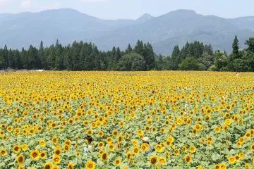 Sunflower fields with a beautiful mountainous backdrop (Photo: <a href="https://pixabay.com/photos/tsunan-sunflower-flower-garden-801627/" target="_blank" rel="noreferrer noopener nofollow">K2-Kaji</a>)
