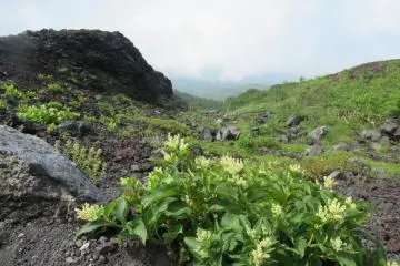 Another view along the Fujinomiya trail