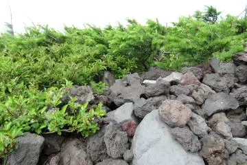 The view along Fujinomiya trail