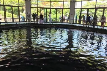 The main viewing pool