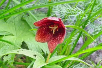 Miyama Kuroyuri (Chocolate Lily)
