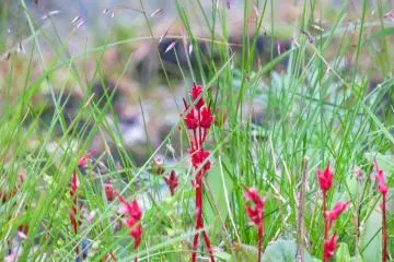 Rosebay (Fireweed)