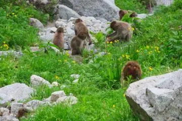 There are large groups of monkeys