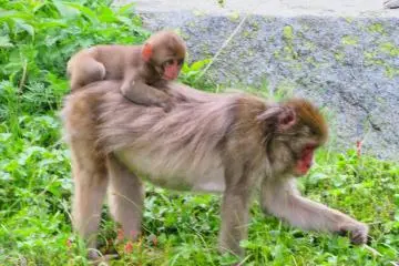 Baby getting a free ride