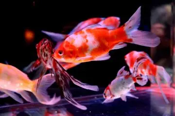 Beautiful fish!