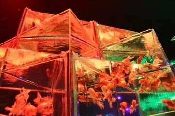 Aquariums of different shapes