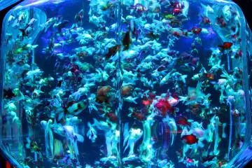 The quantity of gold fish strikes!