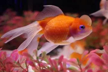 Another kind of fish