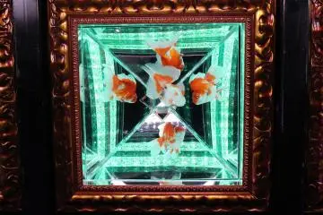 Kingyo ceiling