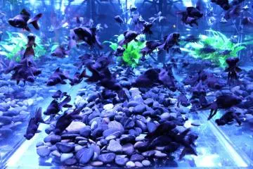 Black fish