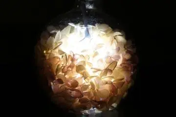 Lit petals