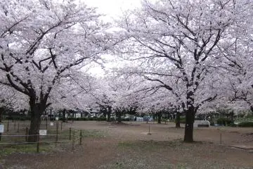 Cherry blossoms in bloom in Kiba Park