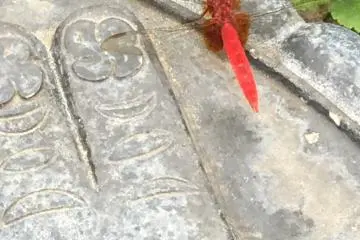 Aka-tombo. Somebody said this red dragonfly is the spirit of Kannon-sama