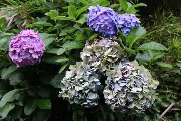 Different coloured ajisai